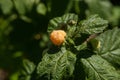 Branch with yellow raspberry in sunlight. Growing natural bush of raspberry Royalty Free Stock Photo