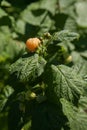 Branch with yellow raspberry in sunlight. Growing natural bush of raspberry Royalty Free Stock Photo