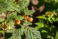 Branch with yellow raspberry in sunlight. Growing natural bush of raspberry Royalty Free Stock Photo