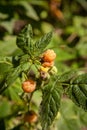 Branch with yellow raspberry in sunlight. Growing natural bush of raspberry Royalty Free Stock Photo