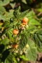 Branch with yellow raspberry in sunlight. Growing natural bush of raspberry Royalty Free Stock Photo