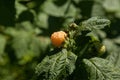 Branch with yellow raspberry in sunlight. Growing natural bush of raspberry Royalty Free Stock Photo