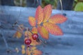 Branch with yellow red leaves and red berries