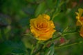 Branch with a yellow rose Royalty Free Stock Photo