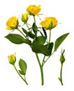 Branch of yellow rose flowers and buds Royalty Free Stock Photo