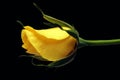 A branch of a yellow rose with a gold ring on a black background. Royalty Free Stock Photo