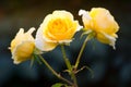 Branch of yellow roses covered with dew drops Royalty Free Stock Photo
