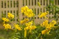 Asian yellow lilies `Citronella ` on in the garden Royalty Free Stock Photo