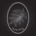 Branch of ylang-ylang