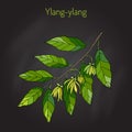 Branch of ylang-ylang