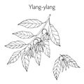 Branch of ylang-ylang