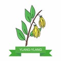 A branch of ylang-ylang flowers, vector illustration, on a white background