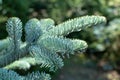 Branch of young blue normann fir Christmas tree Royalty Free Stock Photo