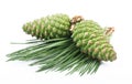 Branch of a young cedar with the cone Royalty Free Stock Photo
