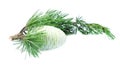 Branch of a young cedar with the cone Royalty Free Stock Photo
