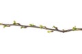 Branch with young currant leaves on white background Royalty Free Stock Photo