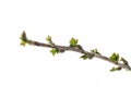 Branch with young currant leaves on white background Royalty Free Stock Photo