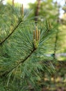 Branch young fir