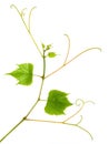 Branch of young grape vine tendrils on white background Royalty Free Stock Photo