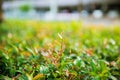 Branch with young green leaves. Tree branch. Royalty Free Stock Photo