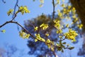 Branch with young green oak leaves in spring towards sunlight. The oak leaves in may. Royalty Free Stock Photo