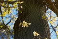 Branch with young green oak leaves in spring towards sunlight. The oak leaves in may. Royalty Free Stock Photo