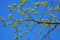 Branch with young green oak leaves in spring towards sunlight. The oak leaves in may. Royalty Free Stock Photo