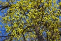 Branch with young green oak leaves in spring towards sunlight. The oak leaves in may. Royalty Free Stock Photo