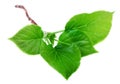 Branch with young green spring leaves isolated on white