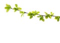 Branch with young green spring leaves isolated on white background Royalty Free Stock Photo