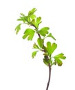 Branch with young green spring leaves isolated on white background. Golden Currant