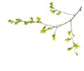 Branch with young green spring leaves isolated on white background. Spiraea vanhouttei