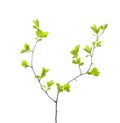 Branch with young green spring leaves isolated on white background. Spiraea vanhouttei. Selective focus Royalty Free Stock Photo