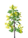 Branch with young green spring leaves and yellow flowers isolated on white. Golden Currant Royalty Free Stock Photo