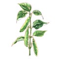 Branch of young green sugar snap peas, fresh sweet green pea pod, isolated object, organic vegetable, package design