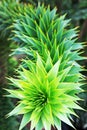 The Branch of a Monkey Puzzle Tree Royalty Free Stock Photo
