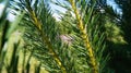 Young pine branch Royalty Free Stock Photo
