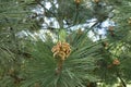 Branch of pine with pollen cone Royalty Free Stock Photo