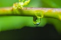 Branch of a young plant with water drops in soft focus Royalty Free Stock Photo