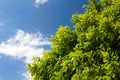 Landscape with green bush and clouds at the sky