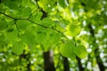 Branch of young solar green leaves Royalty Free Stock Photo