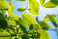 Branch of young solar green leaves Royalty Free Stock Photo