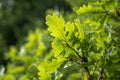 Young green leaves of oak. Royalty Free Stock Photo