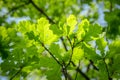 Branch of young solar green oak leaf Royalty Free Stock Photo