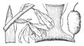 Branch of Yucca Faxoniana vintage illustration