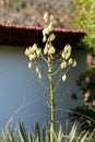 Branch of Yucca perennial shrub with large terminal panicles of open white to light yellow flowers starting to dry and fall off