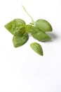 A Branche Of Green Basil Leaves Royalty Free Stock Photo