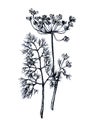 Branche and leaves of dill.