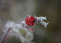 Rose hips and first frost Royalty Free Stock Photo