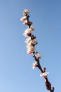 Branche of White Cherry Blossoms Royalty Free Stock Photo